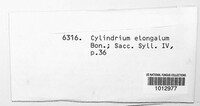 Cylindrium elongatum image